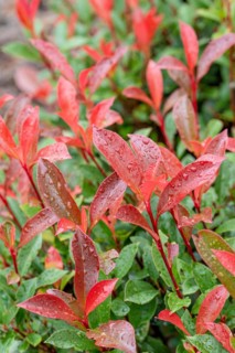 Photinia × fraseri 'Carré Rouge', Saxon State Office for the Environment, Germany