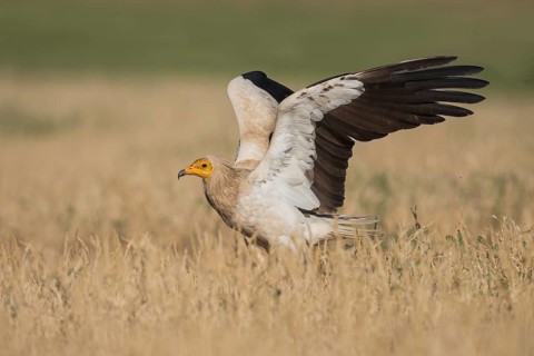 Egyptian Vulture (Neophron percnopterus) in field, Castile-La Mancha, Spain