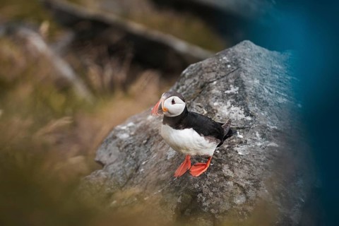 A puffin, Fratercula arctica, stands on a rocky perch in Norway, showcasing striking colors This