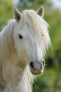 Camargue horse, portrait, Camargue, Provence, South of France