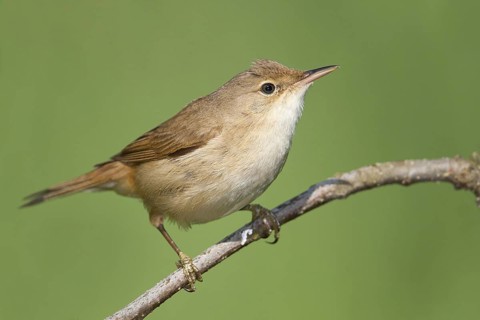 Eurasian Reed Warbler (Acrocephalus scirpaceus) perched on a branch, Baden-Wuerttemberg, Germany