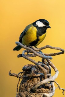 A vibrant Great Tit, Parus major, perches alertly on gnarled branches, its striking black and
