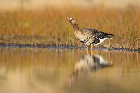 Greater White-fronted Goose (Anser albifrons) drinking, North Rhine-Westphalia, Germany