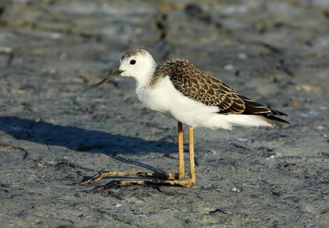Black-winged Stilt (Himantopus himantopus) juvenile foraging, French Riviera, France