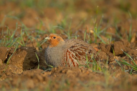 Grey or English or Hungarian partridge (Perdix perdix) adult game bird in a farmland cereal field,