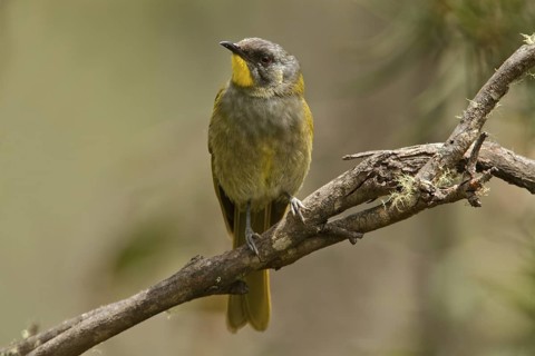 Yellow-throated Honeyeater (Nesoptilotis flavicollis), Tasmania, Australia