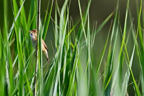 Reed Warbler (Acrocephalus scirpaceus), sitting in the reeds, Flachsee, Canton Aargau, Switzerland