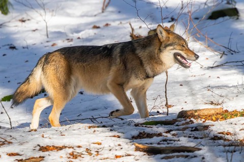European gray wolf (Canis lupus lupus) walking in a forest in winter, snow, Bavaria, Germany