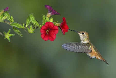 Rufous Hummingbird Female (Selasphorus rufus) - (Selasphorus rufus) - Victoria BC, Canada