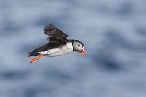 Atlantic Puffin (Fratercula arctica) flying, Iceland