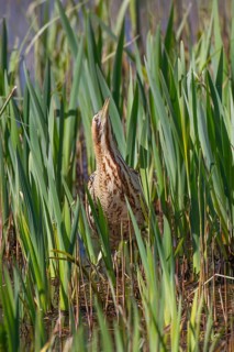 Great or Eurasian bittern (Botaurus stellaris) adult bird in a reedbed in spring, RSPB Minsmere