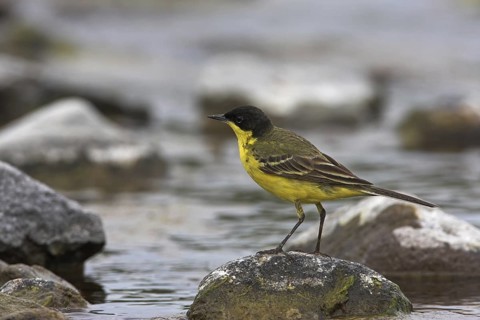 Western Yellow Wagtail (Motacilla flava feldegg), Lesvos, Greece