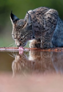 Lynx pardinus at a waterhole, Castilla-La Mancha, Spain