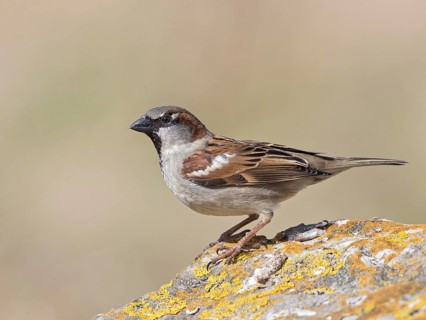 House Sparrow (Passer domesticus) male, United Kingdom