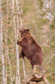 A young male Eurasian brown bear (Ursus arctos arctos) stands tall on a rotten tree lying on the