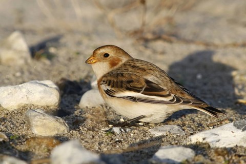 Snow Bunting (Plectrophenax nivalis), Schleswig-Holstein, Germany