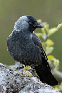 Western Jackdaw (Coloeus monedula), Smaland, Sweden