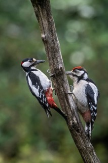 Great spotted woodpecker (Dendrocopos major) with young, Emsland, Lower Saxony, Germany