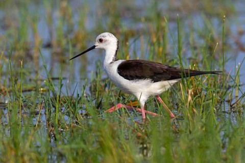 Stilt, (Himantopus himantopus), Animals, Birds, Avocet family, Lake Neusiedl, Illmitz, Burgenland,