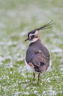 Northern Lapwing (Vanellus vanellus) in winter, Netherlands