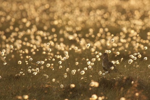 European Golden Plover (Pluvialis apricaria) calling, Yorkshire Dales, United Kingdom