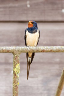 Barn Swallow Hirundo rustica, order Passeriformes, suborder Passeres, family Swallows