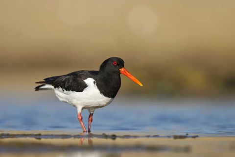 Eurasian Oystercatcher (Haematopus ostralegus) foraging, North Rhine-Westphalia, Germany