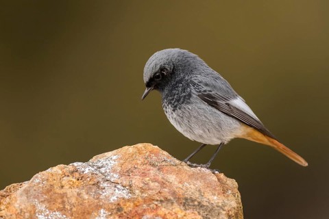 Black Redstart (Phoenicurus ochruros) male perched on a rock, Aragon, Spain
