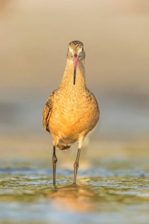 Marbled Godwit (Limosa fedoa) foraging, Florida, USA