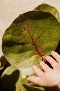 A single green leaf with striking red veins being gently held, highlighting its unique beauty