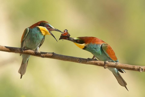 European Bee-eater (Merops apiaster) pair displaying, Piedmont, Italy