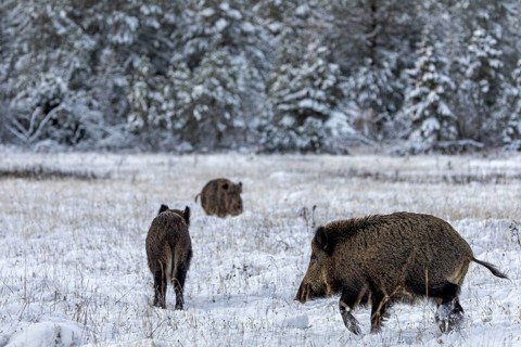 The wild boar boar (Sus scrofa) is fast approaching the mating, winter, snow, cold, rush season,