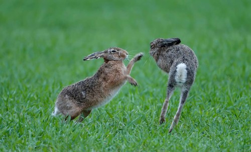 European hare (Lepus europaeus), pair in a meadow, Lake Dümmer, Germany