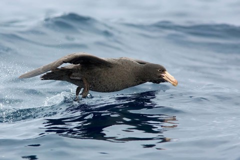 Northern Giant Petrel (Macronectes halli), Victoria, Australia