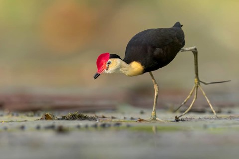 Comb-crested Jacana (Irediparra gallinacea) in a wetland area in Papua New Guinea