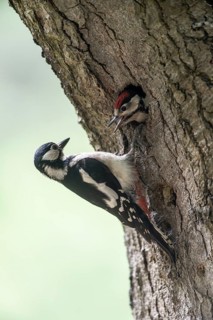 Great spotted woodpecker (Dendrocopos major) at the cave with young, Emsland, Lower Saxony, Germany
