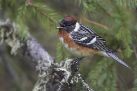Bay-breasted Warbler (Setophaga castanea) singing, Manitoba, Canada