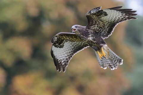 Common Buzzard (Buteo buteo) flying, Lower Saxony, Germany