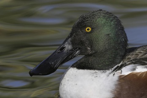 Northern Shoveler (Spatula clypeata) male, Arizona, USA