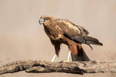 Western Marsh Harrier (Circus aeruginosus) female, Castile-La Mancha, Spain