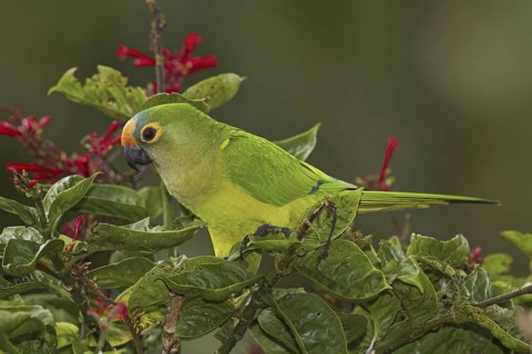 Peach-fronted Parakeet (Eupsittula aurea), Mato Grosso do Sul, Brazil