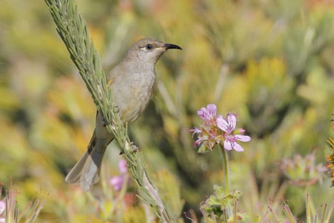 Brown Honeyeater (Lichmera indistincta), Western Australia, Australia