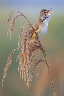 Reed warbler, (Acrocephalus arundinaceus), reedbed perch, biotope, habitat, animals, birds,