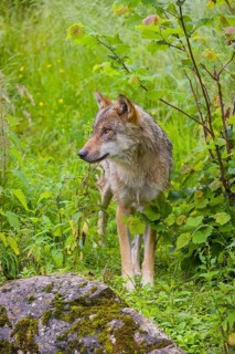 A Eurasian gray wolf (Canis lupus lupus) stands on a small hill in green vegetation, watches his