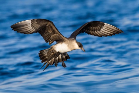 Parasitic Jaeger (Stercorarius parasiticus) flying, Eilat, Israel