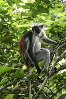 Sansibar-Stummelaffe (Piliocolobus kirkii) sitzt auf Baum im Regenwald, Jozani Chwaka Bay National