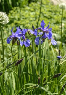 Siberian iris (Iris sibirica 'Annick'), Rhodo 2014, Bad Zwischenahn, Lower Saxony, Germany