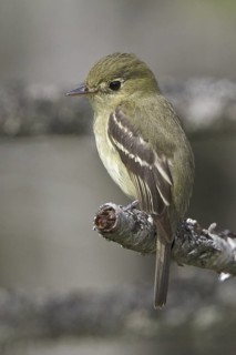 Yellow-bellied Flycatcher (Empidonax flaviventris), Newfoundland, Canada