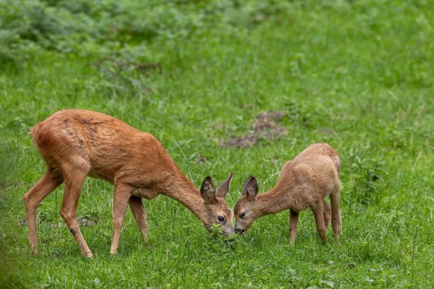 Doe (Capreolus capreolus) and fawn grazing in a meadow, baby animals, sweet, cute, September,