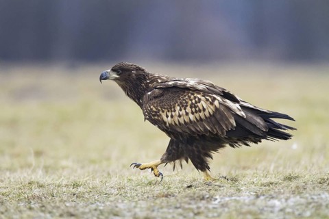 White-tailed Eagle (Haliaeetus albicilla) juvenile, Kutno, Poland